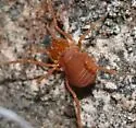 Sclerobunus robustus - photo 2