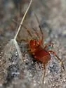 Sclerobunus robustus - photo 3