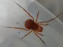 Sclerobunus robustus - photo 4