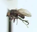 Sclerocoelus sordipes