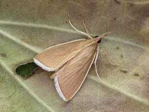 Sclerocona acutellus - Sclerocona acutellus