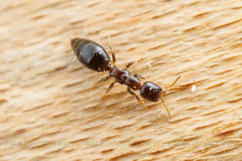Sclerodermus carolinensis