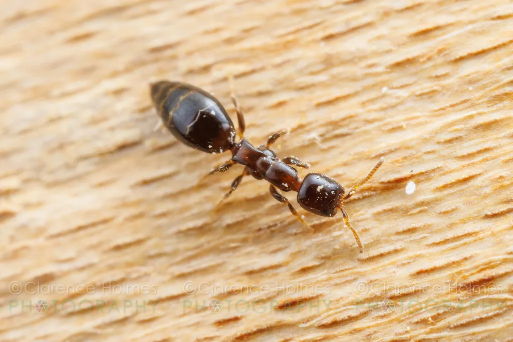 Sclerodermus carolinensis - photo 2