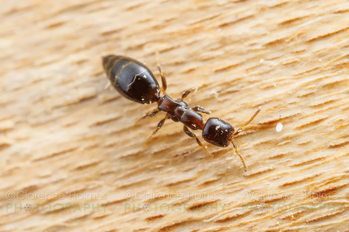 Sclerodermus carolinensis - photo 3