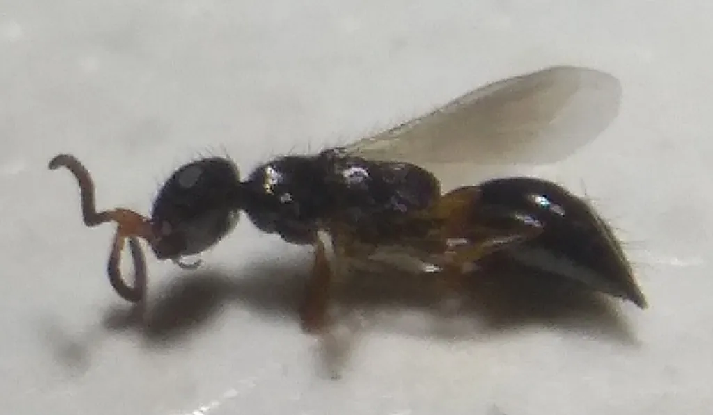 Sclerodermus domesticus - photo 2