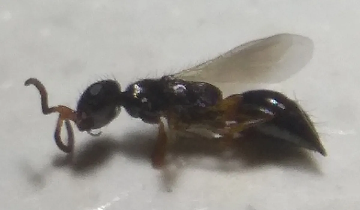 Sclerodermus domesticus - photo 3
