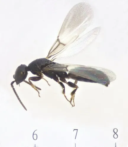Sclerodermus ephippius