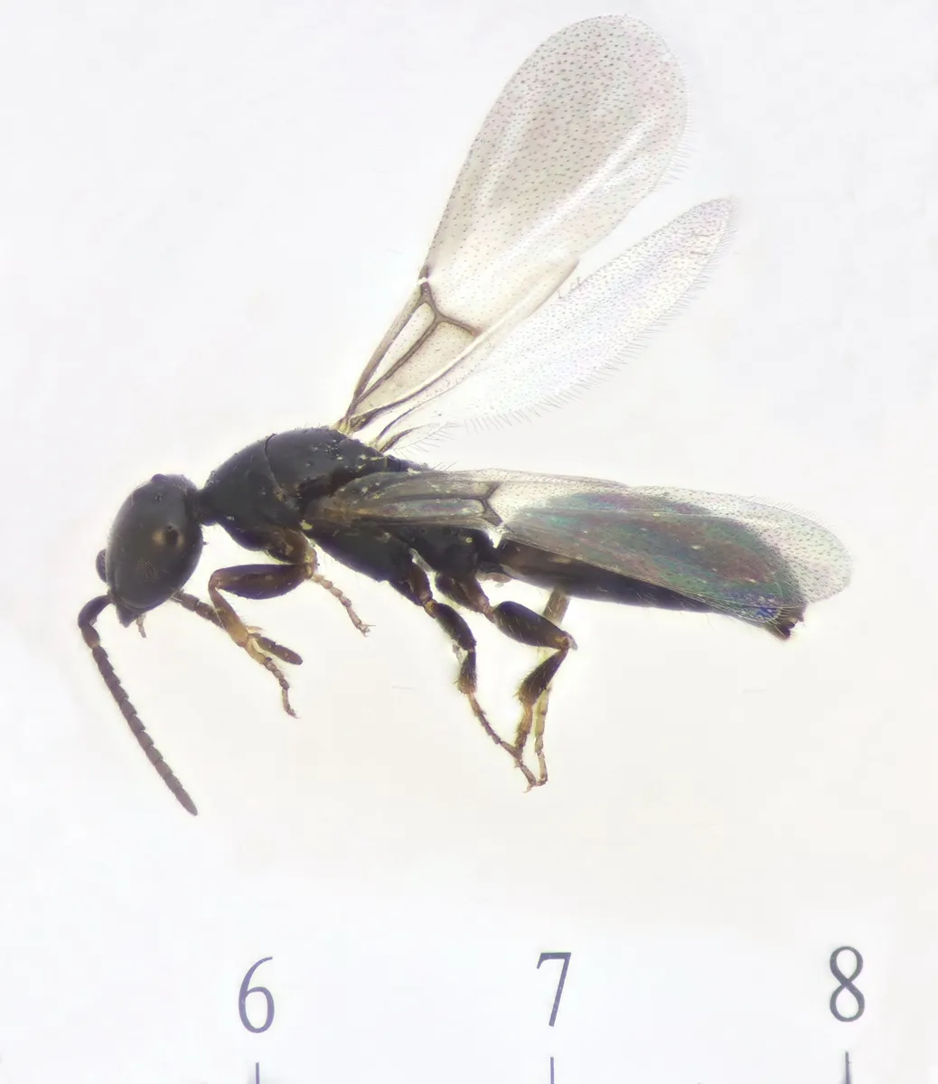 Sclerodermus ephippius - photo 3