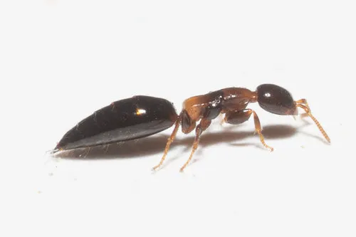 Sclerodermus macrogaster - photo 2