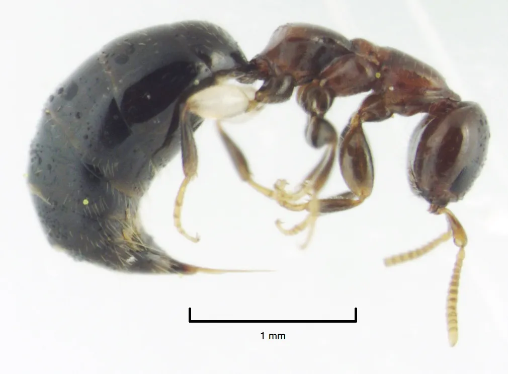 Sclerodermus niveifemur - photo 3