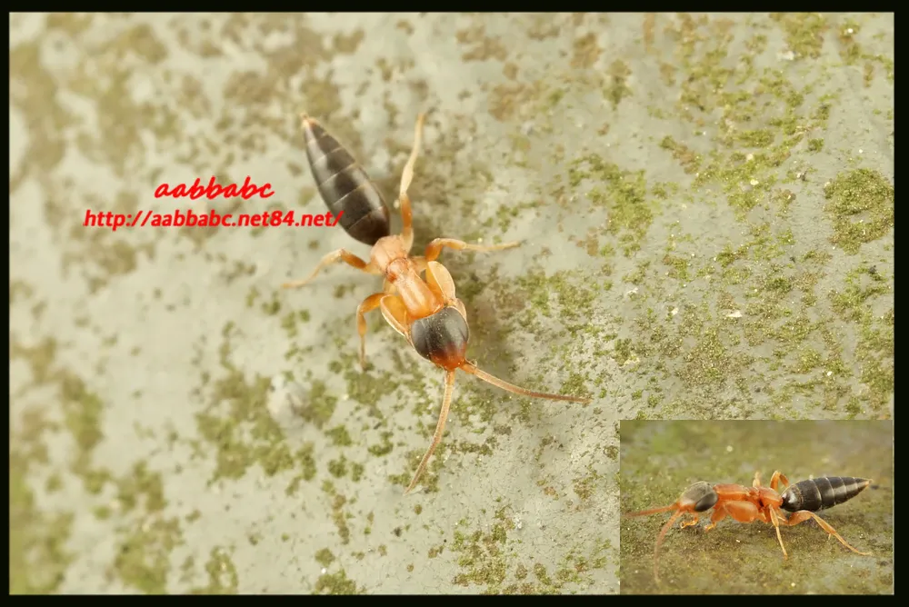 Sclerogibba berlandi - photo 2
