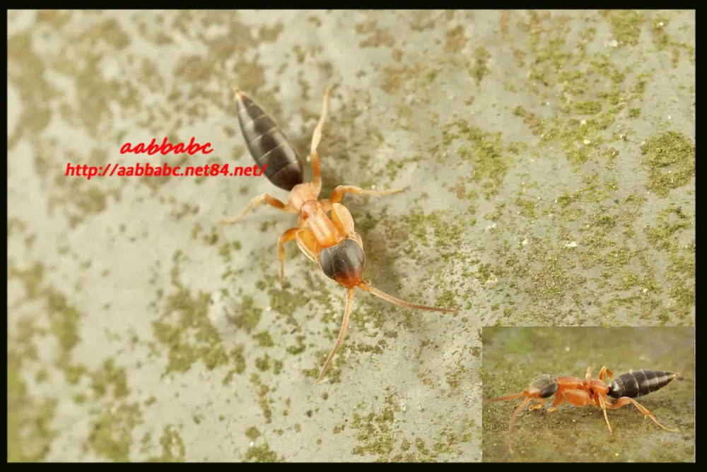 Sclerogibba berlandi - photo 3