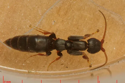 Sclerogibba crassifemorata