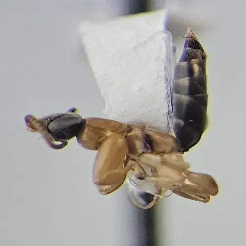 Sclerogibba rossi