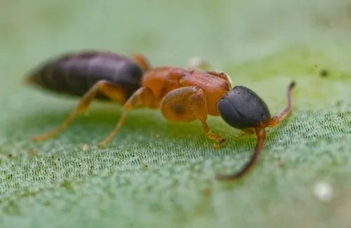 Sclerogibba vagabunda