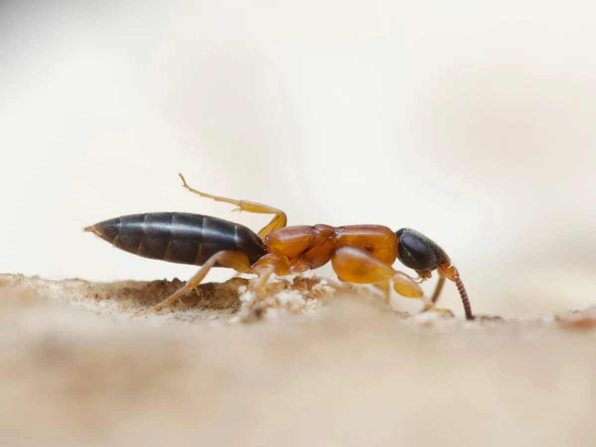 Sclerogibbidae - photo 3