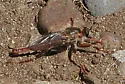 Scleropogon bradleyi