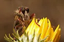 Scleropogon bradleyi - photo 3