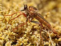 Scleropogon bradleyi - photo 4