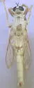 Scleropogon cinerascens