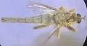 Scleropogon coyote