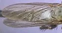 Scleropogon dispar - photo 2