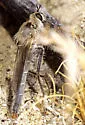 Scleropogon duncani