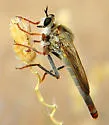 Scleropogon duncani - photo 3