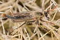 Scleropogon duncani - photo 4