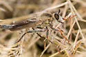 Scleropogon duncani - photo 5