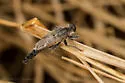 Scleropogon haigi