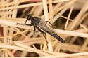 Scleropogon haigi - photo 2