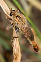 Scleropogon haigi - photo 3