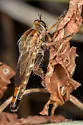 Scleropogon haigi - photo 4