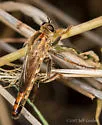 Scleropogon haigi - photo 5