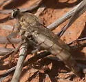 Scleropogon helvolus