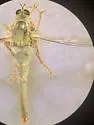 Scleropogon huachucanus