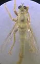 Scleropogon indistinctus