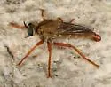 Scleropogon kelloggi