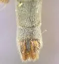 Scleropogon neglectus - photo 4