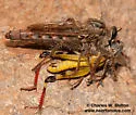 Scleropogon picticornis