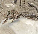Scleropogon picticornis - photo 3