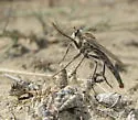Scleropogon picticornis - photo 4