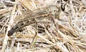Scleropogon picticornis - photo 5