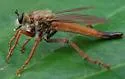 Scleropogon subulatus - photo 2