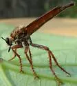 Scleropogon subulatus - photo 3