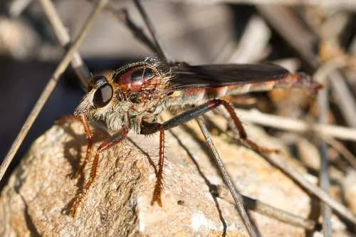 Scleropogon texanus