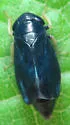 Scleroracus anthracinus - Scleroracus anthracinus
