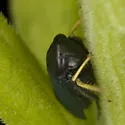 Scleroracus anthracinus - photo 2