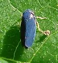 Scleroracus anthracinus - photo 3